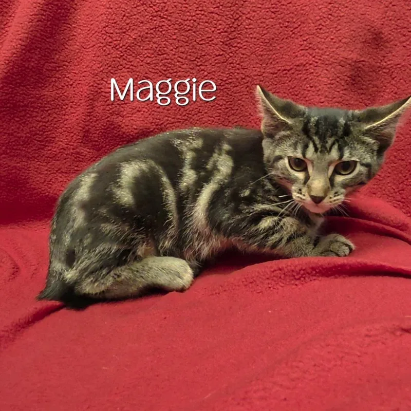 Maggie