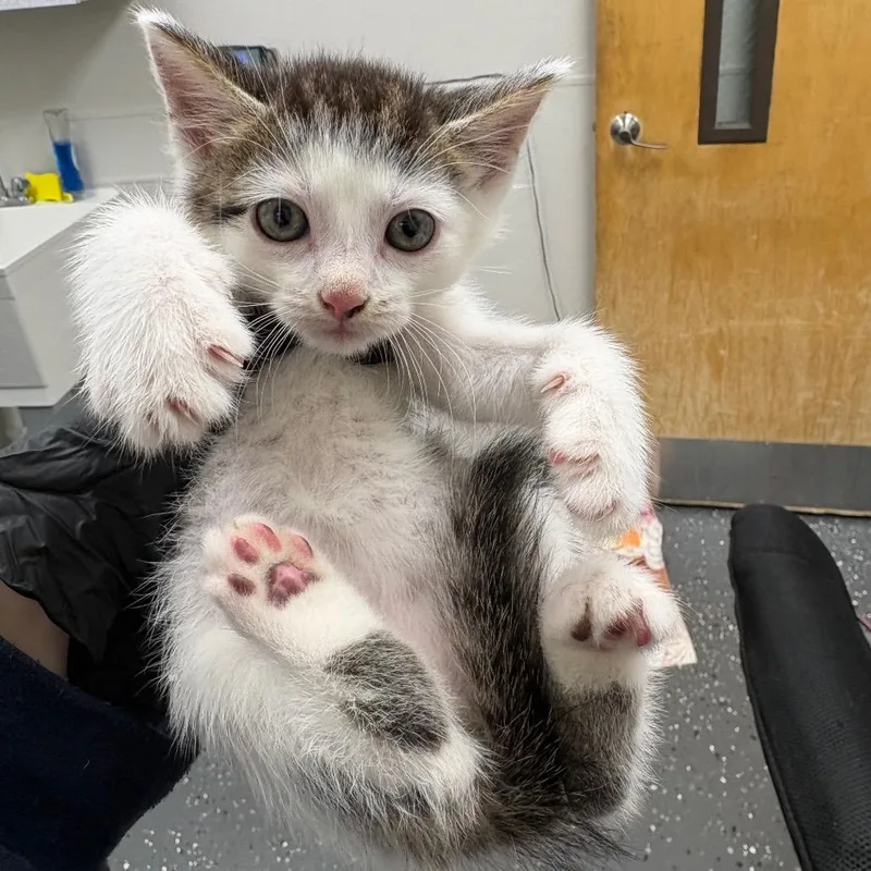 A baby small-sized male White Domestic Short Hair cat named Modelo for adoption in Columbiana, AL