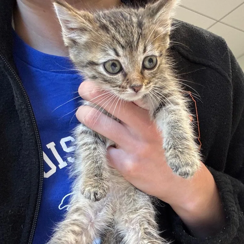 A young medium-sized female Tabby (Buff / Tan / Fawn) Domestic Short Hair cat named Arial for adoption in Evanston, IL