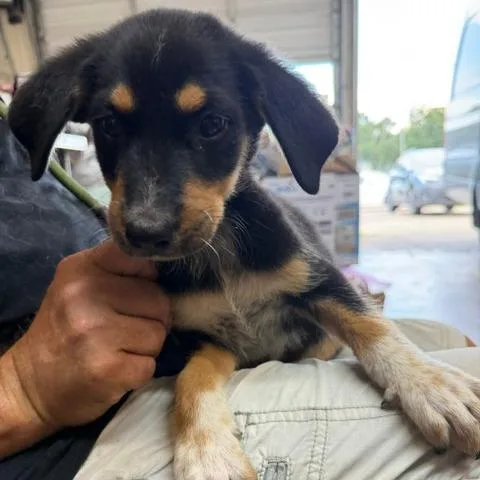 A baby medium-sized male Black Catahoula Leopard Dog dog named Joe for adoption in Denison, TX