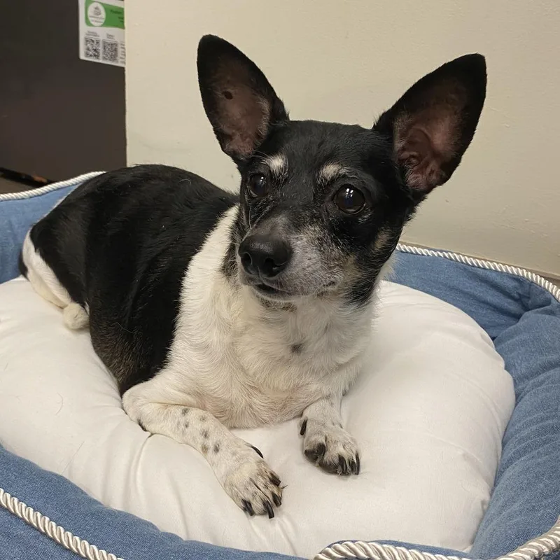 A senior small-sized female Rat Terrier dog named Lily Ann for adoption in Lynchburg, VA