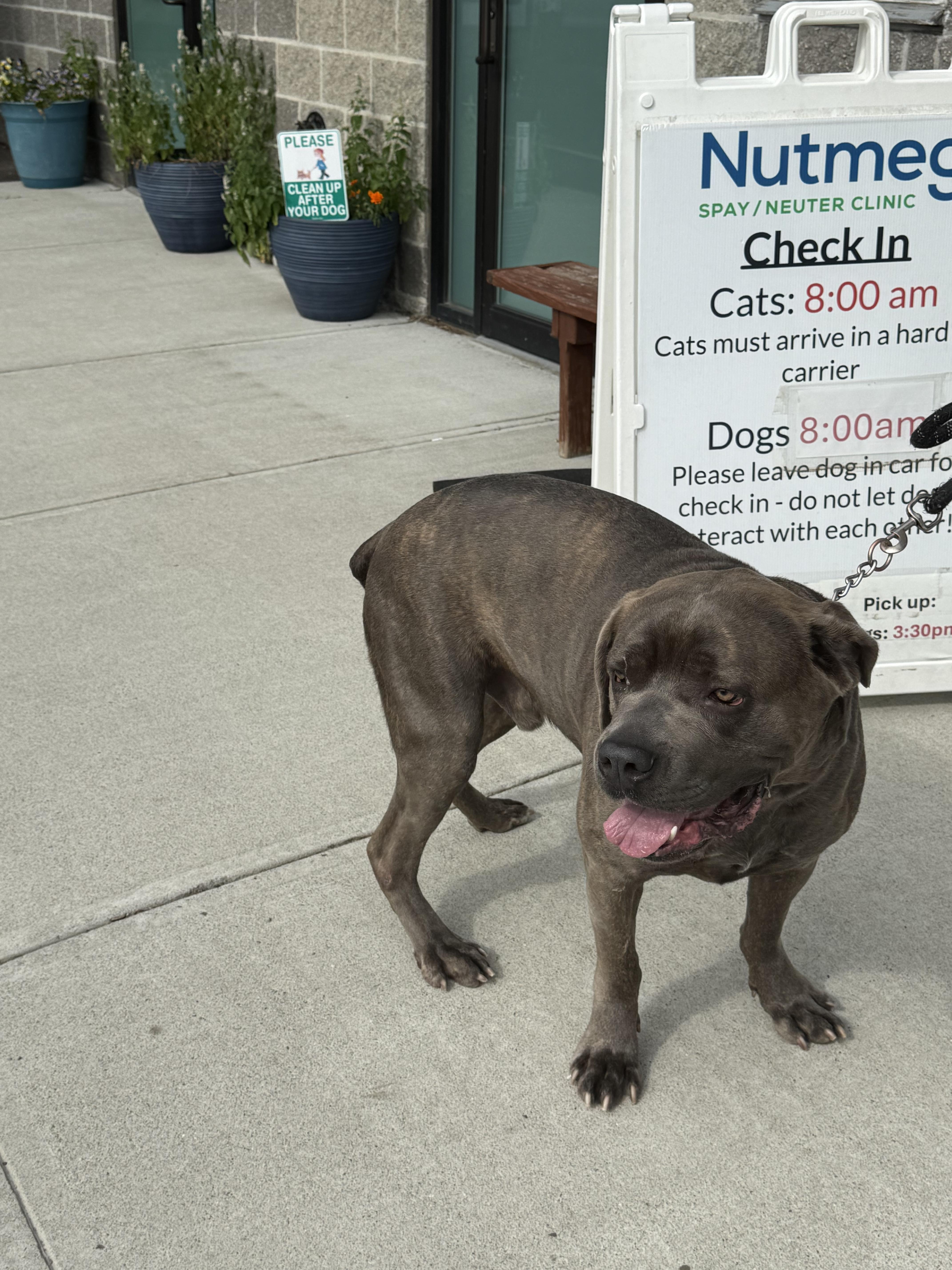 An adult extra large-sized male Brindle Cane Corso dog named Aro for adoption in Guilford, CT