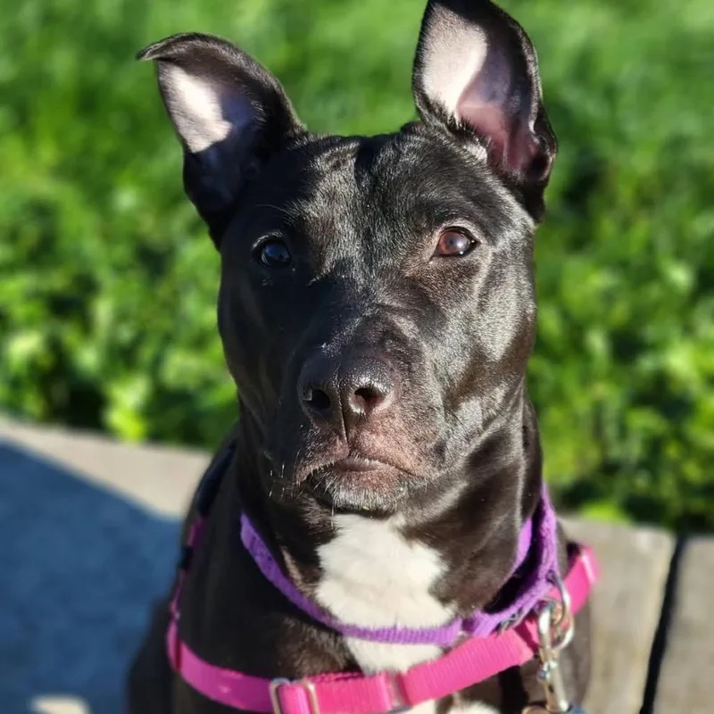 An adult medium-sized female Mixed Breed dog named Fiona Apple for adoption in Pittsburgh, PA