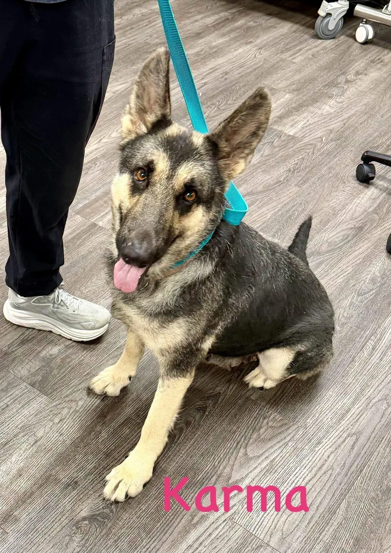 An adult medium-sized female Bicolor German Shepherd Dog dog named Karma for adoption in Semmes, AL