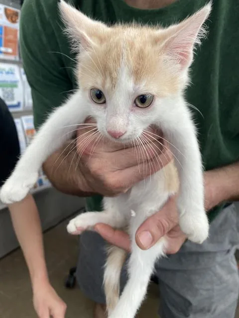 A baby medium-sized male Domestic Short Hair cat named Ignacio for adoption in Dallas, TX