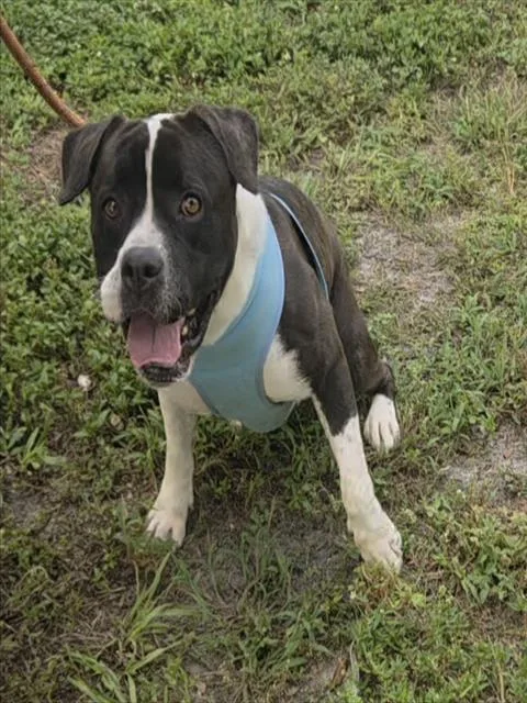 An adult large-sized male American Staffordshire Terrier dog named Brandon for adoption in Fort Lauderdale, FL