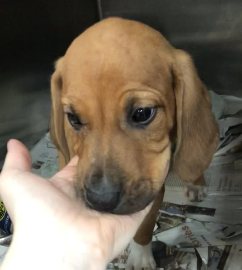 A baby medium-sized male Brown / Chocolate Labrador Retriever dog named Stanley for adoption in Parma, OH