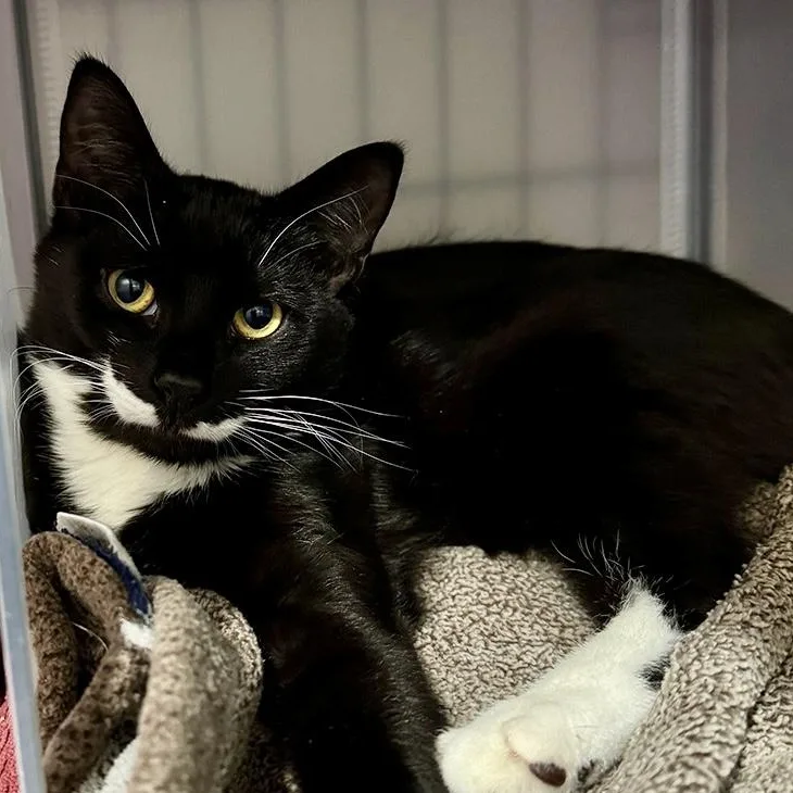 A young small-sized male Black & White / Tuxedo Domestic Short Hair cat named Cosmo for adoption in Alexandria, VA