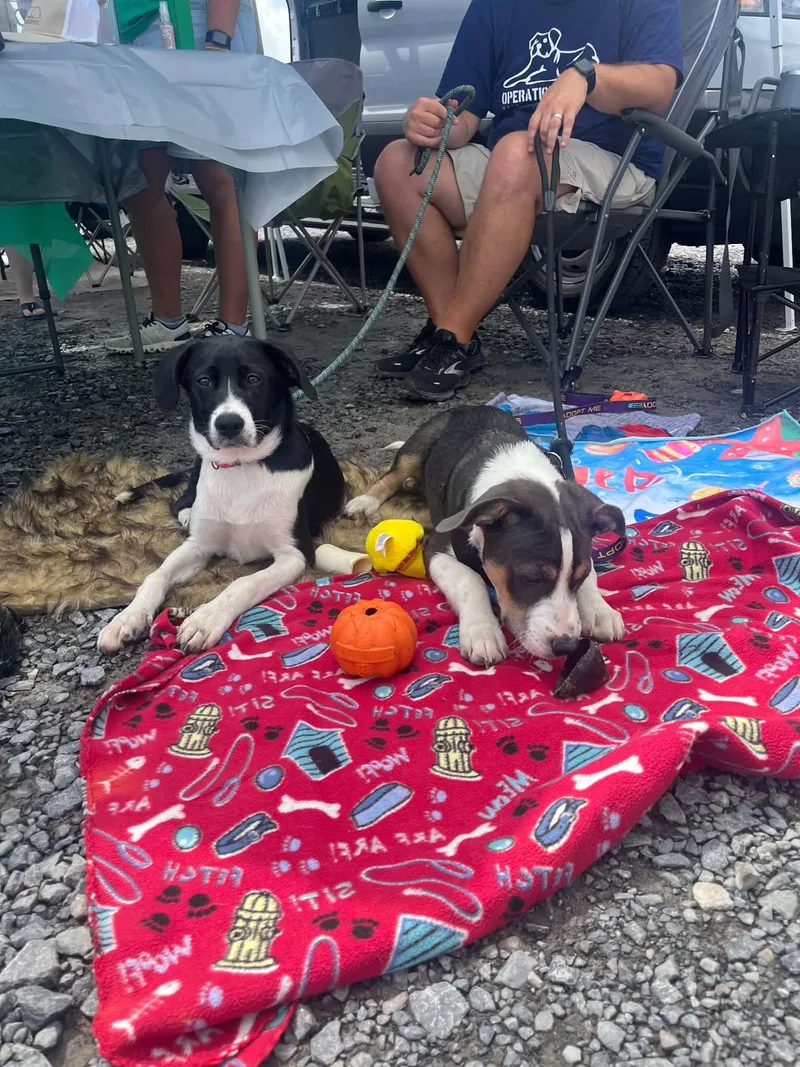 A baby medium-sized female Black Mixed Breed dog named Leeloo for adoption in Glen Morgan, WV