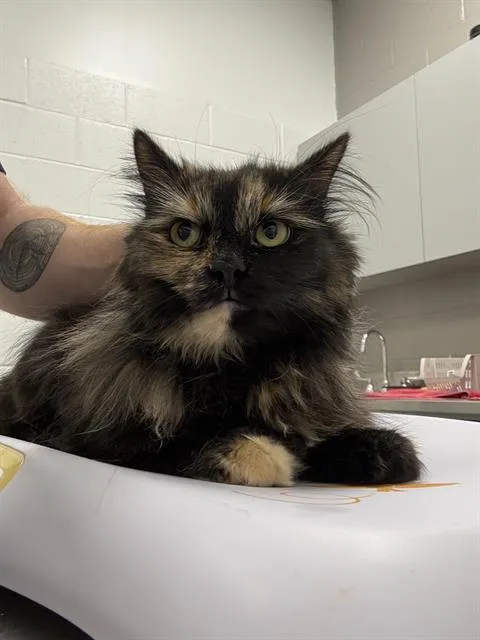A young small-sized female Domestic Long Hair cat named Buttercup for adoption in Indianapolis, IN