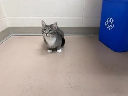 Windy
