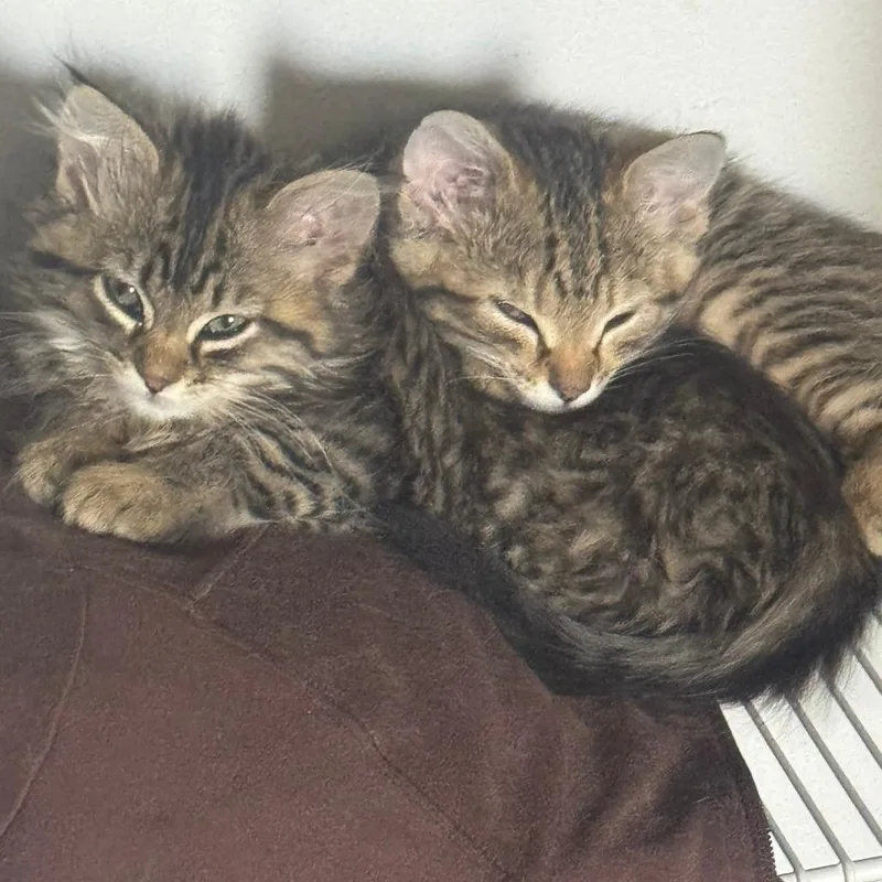 A baby small-sized female Brown / Chocolate Domestic Long Hair cat named Ivy for adoption in West Des Moines, IA