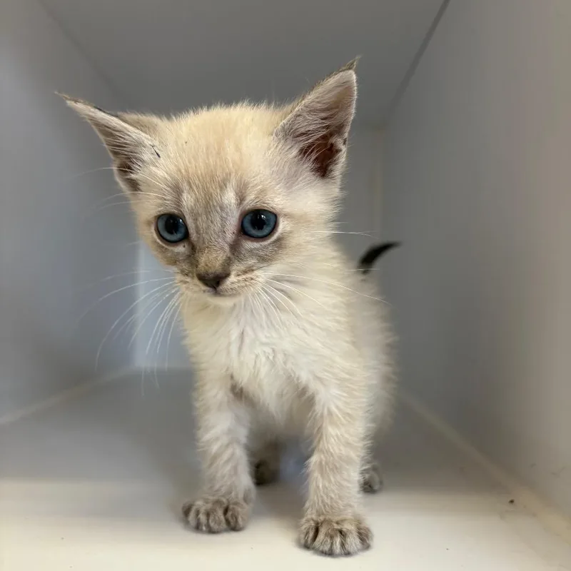 A baby small-sized female White Siamese cat named Dance for adoption in Kanab, UT