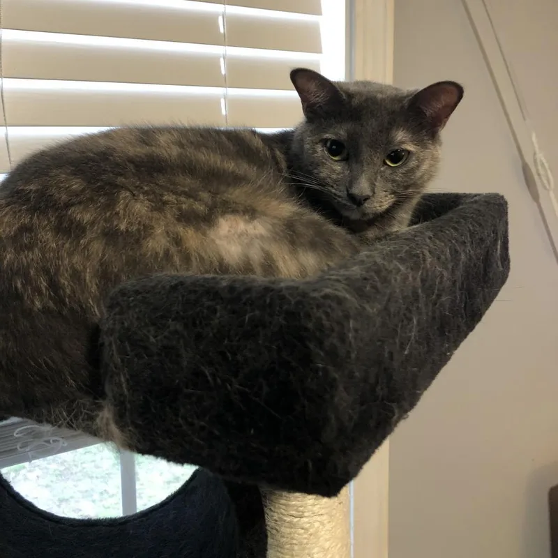 Zoey  Shy thumbnail 2