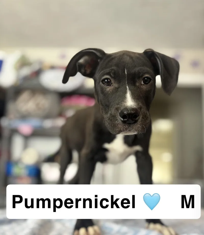 Pumpernickel