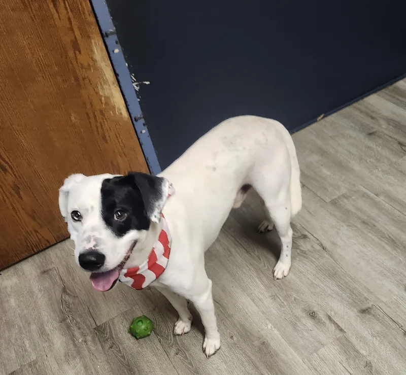 An adult medium-sized male White / Cream Hound dog named Unagi for adoption in Mansfield, OH