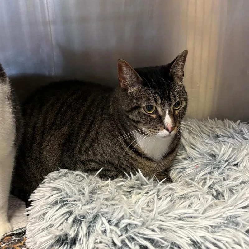 An adult small-sized male Brown / Chocolate Domestic Short Hair cat named Hades for adoption in Chehalis, WA