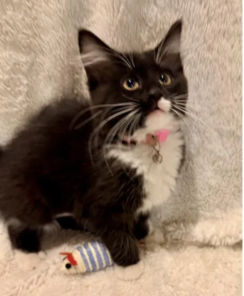 A baby small-sized female Domestic Short Hair cat named Roo for adoption in Broomfield, CO