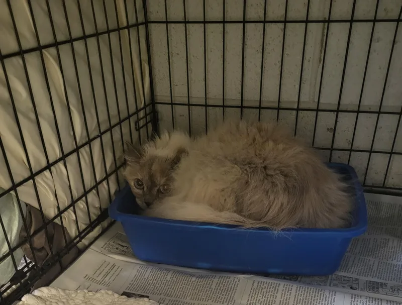 An adult medium-sized female Ragdoll cat named Diana for adoption in Muncie, IN