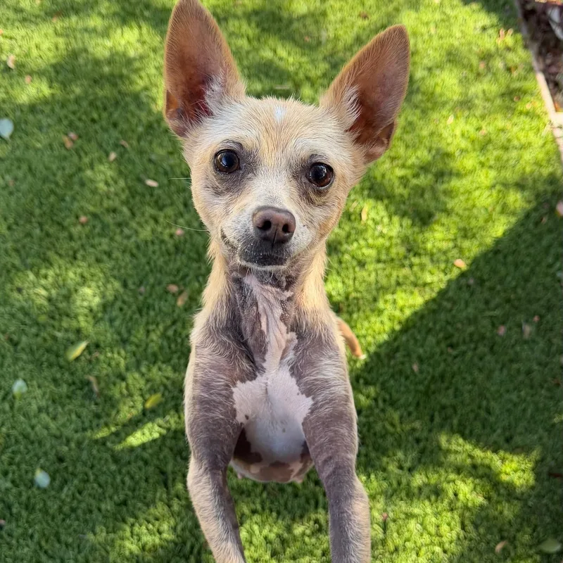 A young small-sized female Chihuahua dog named Ethel for adoption in Newport Beach, CA