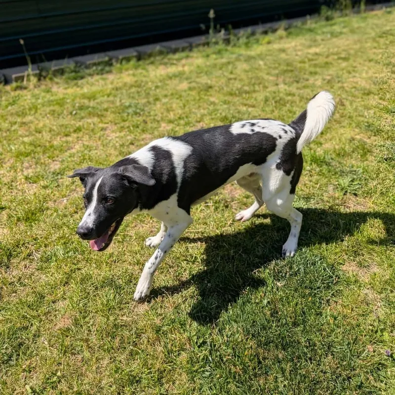 Frankie