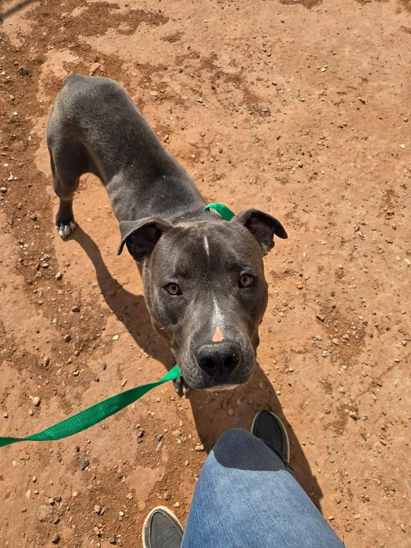 An adult large-sized male Gray / Blue / Silver Pit Bull Terrier dog named Prince Rowan for adoption in Roosevelt, UT