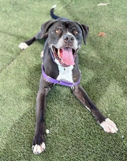 Sheldon Fka Abel thumbnail 2