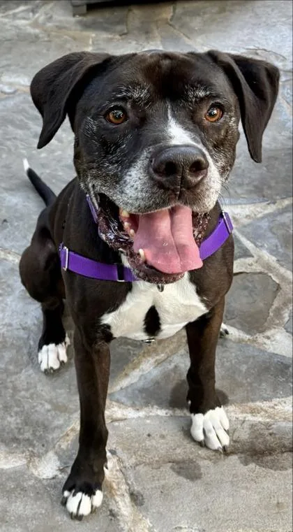 Sheldon Fka Abel thumbnail 3