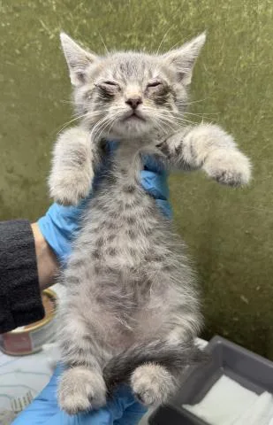 A baby small-sized female Domestic Short Hair cat named Glinda for adoption in Riverside, CA