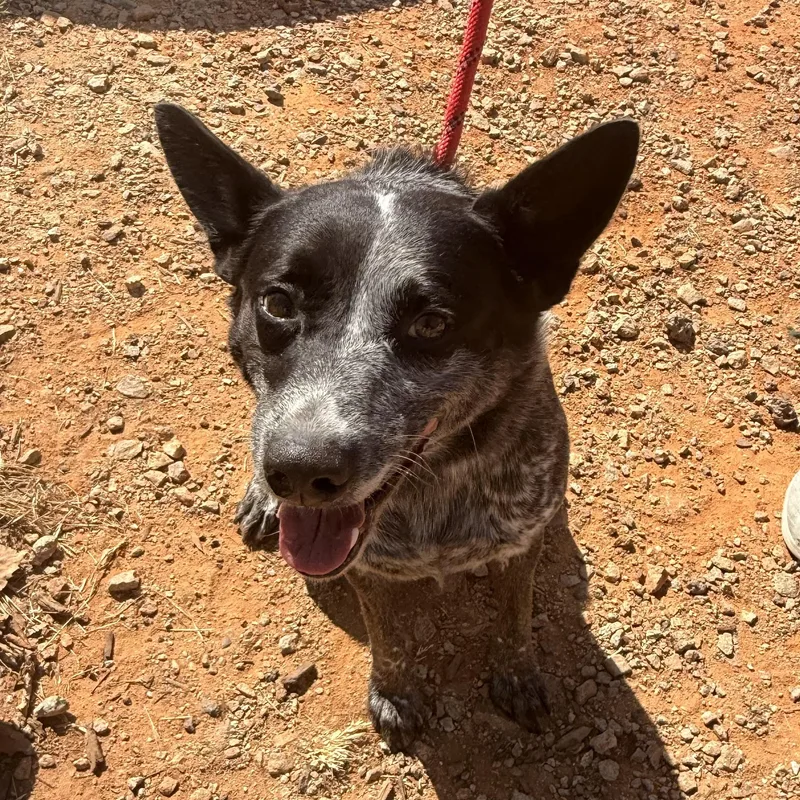 An adult medium-sized male Australian Cattle Dog / Blue Heeler dog named Eggs for adoption in Columbia, SC