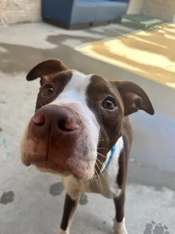 A young medium-sized male Pit Bull Terrier dog named Tater for adoption in Dayton, OH