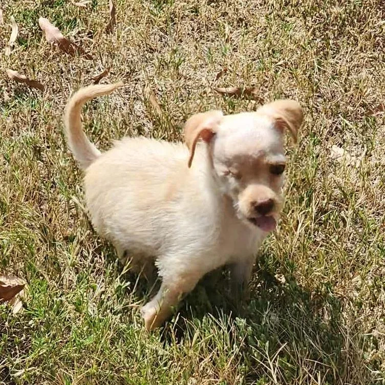 A baby small-sized female Chihuahua dog named Tinker Tot for adoption in Shelby, NC