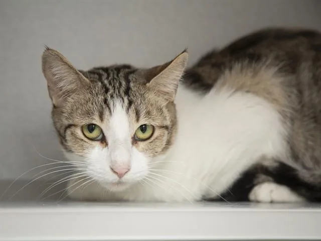 A young medium-sized female Domestic Short Hair cat named Luz for adoption in Phoenix, AZ