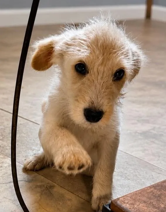 A baby medium-sized male White / Cream Aussiedoodle dog named Buzz for adoption in Grand Rapids, MI