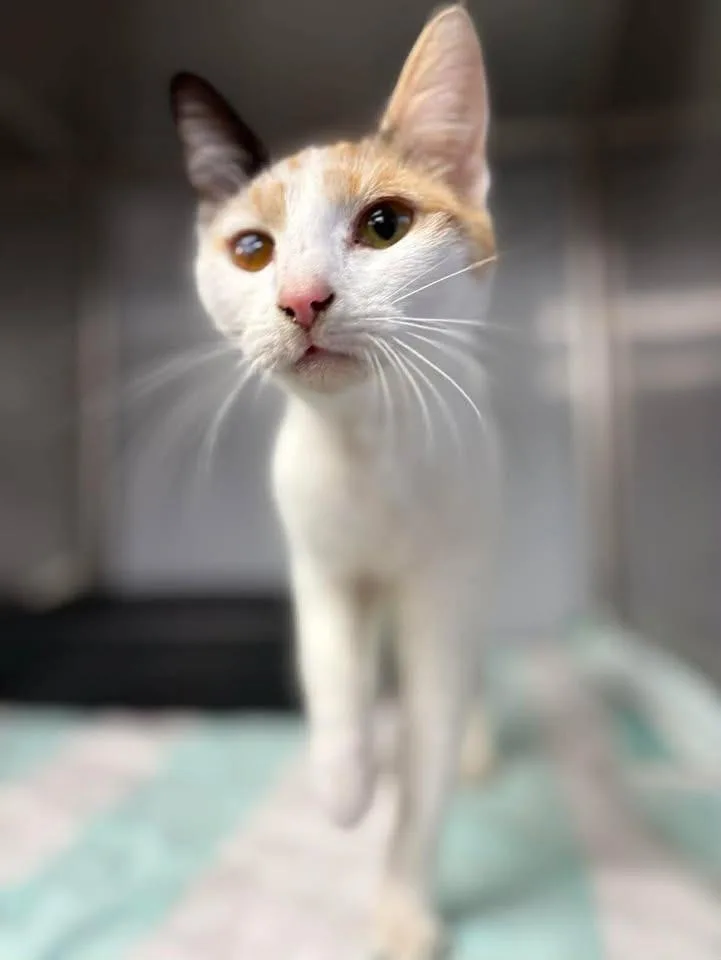 A young small-sized female Domestic Short Hair cat named Jemina for adoption in Lavonia, GA