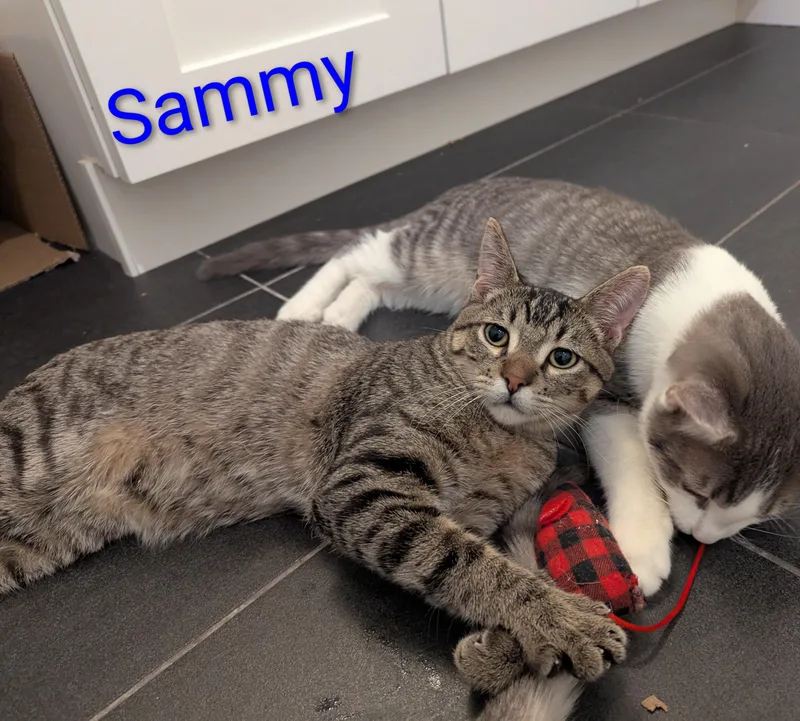 A baby medium-sized male Tabby (Brown / Chocolate) Domestic Short Hair cat named Sammy for adoption in West Richland, WA