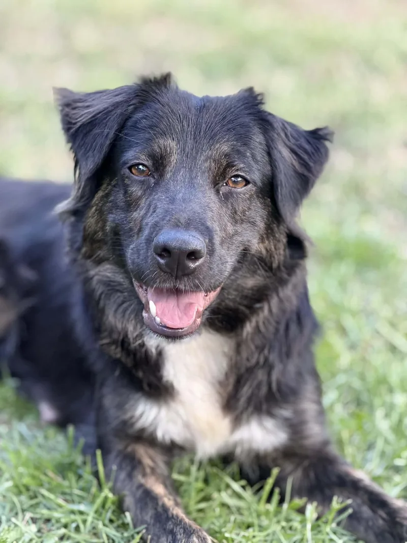 An adult medium-sized female Border Collie dog named Maebry for adoption in Holly Springs, NC