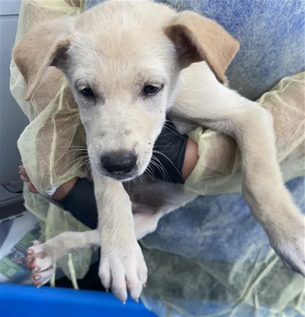 A baby large-sized female Mixed Breed dog named Sloane for adoption in Dallas, TX