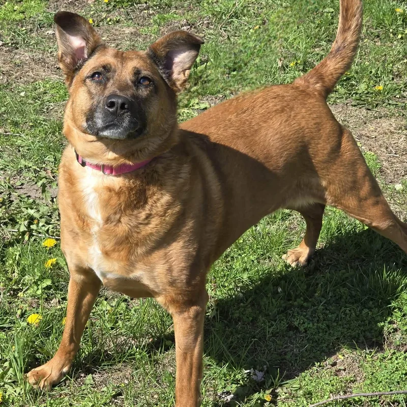 Piper