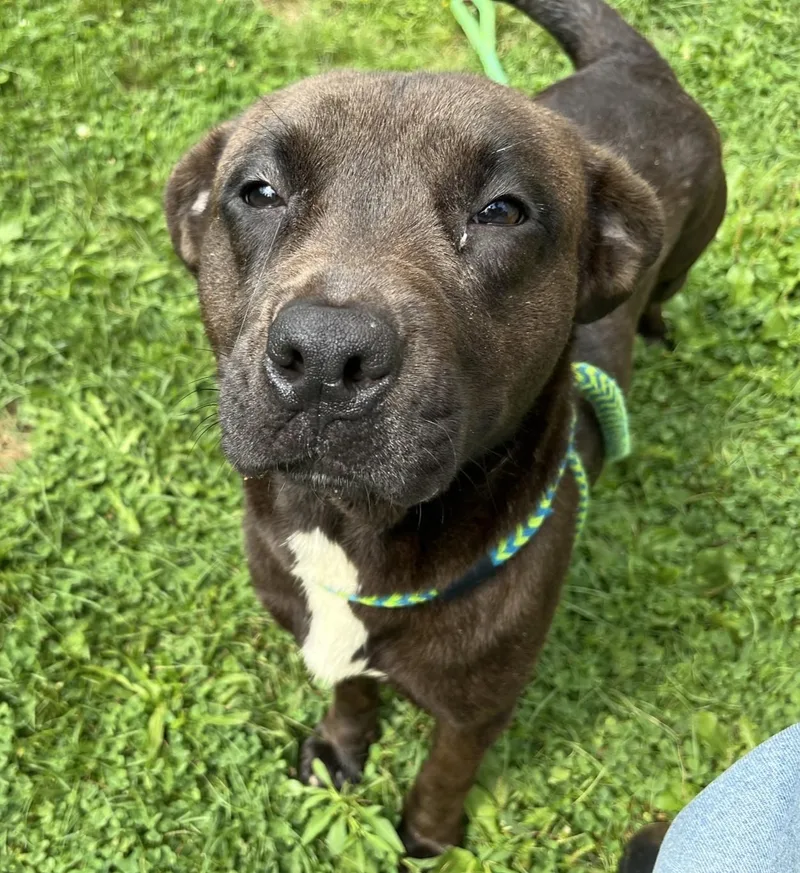 An adult medium-sized female Mixed Breed dog named Stella for adoption in Youngstown, OH