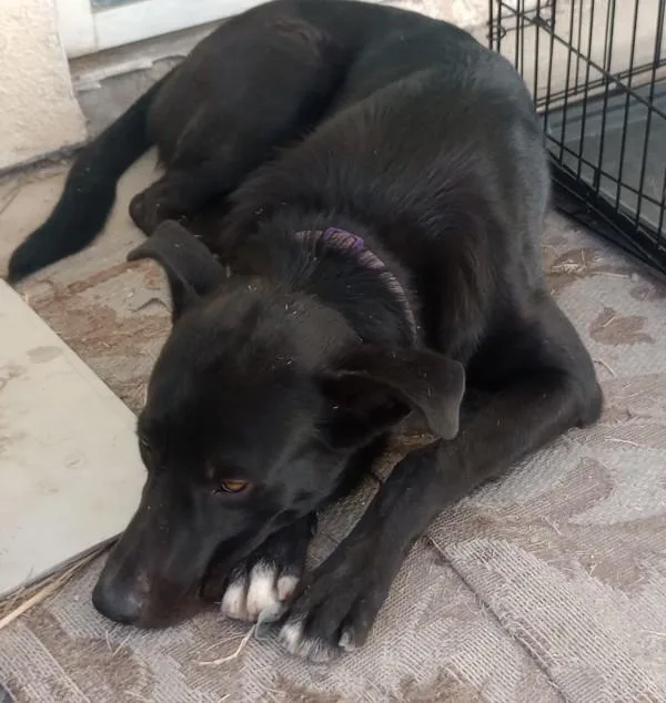 A young medium-sized male Labrador Retriever dog named Thunder for adoption in Oceanside, CA