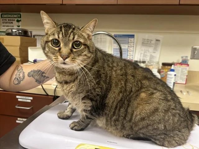 A senior large-sized female Domestic Short Hair cat named Missy for adoption in Chapel Hill, NC
