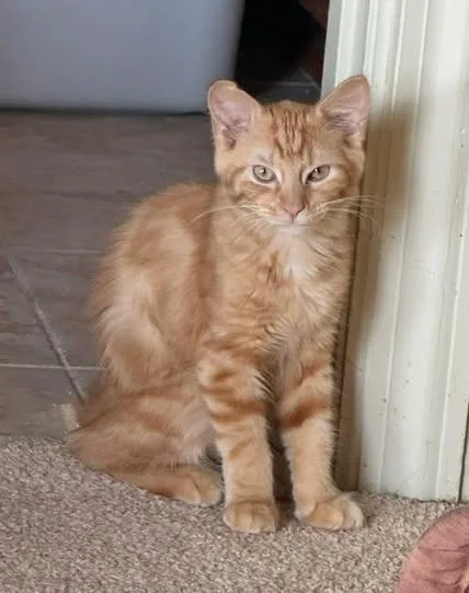 A baby small-sized male Tabby cat named Jeffrey for adoption in Capshaw, AL