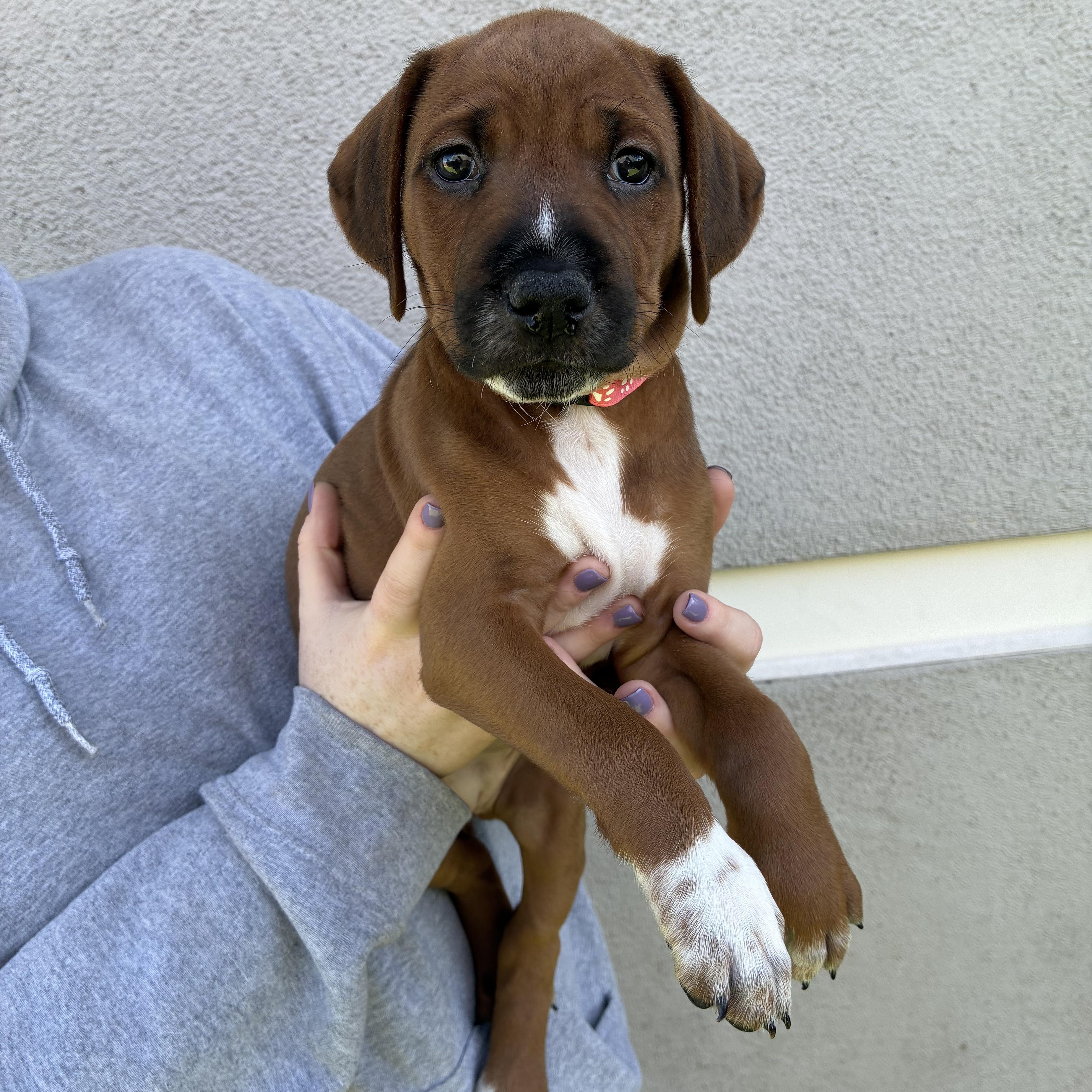 A baby medium-sized female Mixed Breed dog named Goat for adoption in Henderson, NV