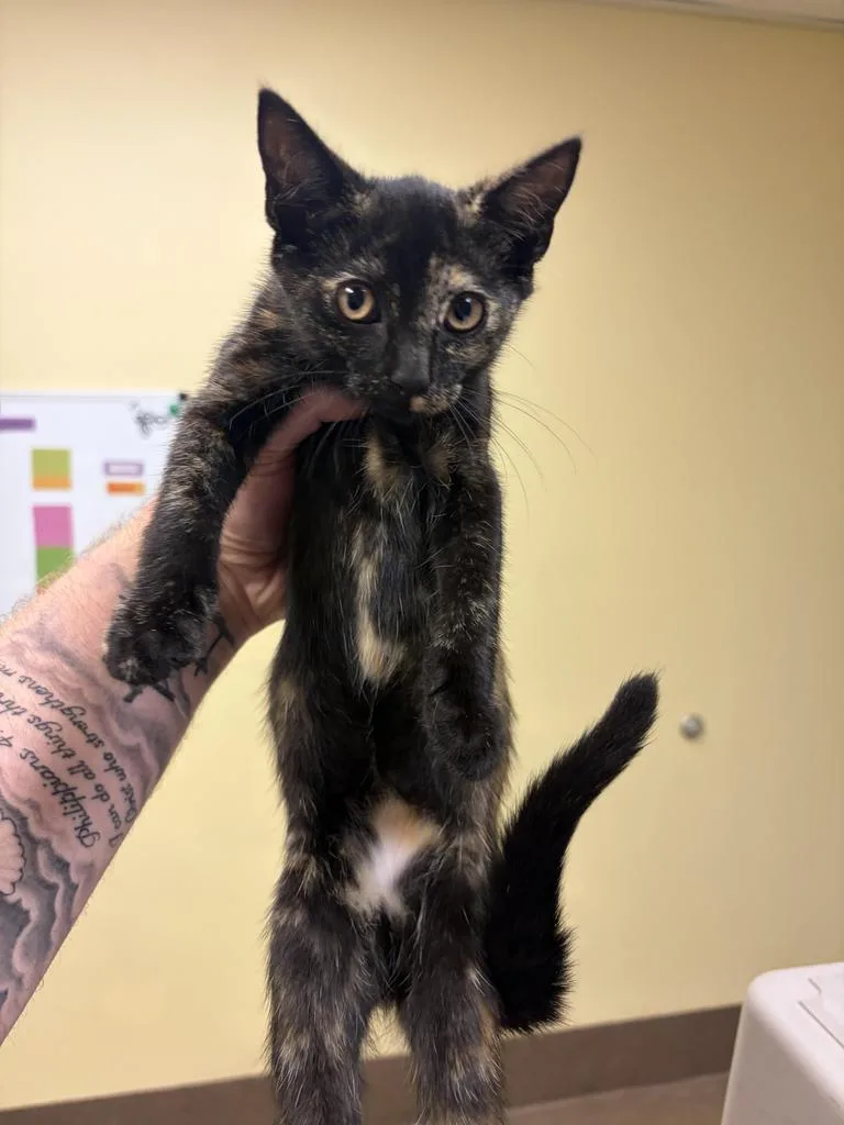 A baby medium-sized female Domestic Short Hair cat named Trumpet for adoption in Florence, SC