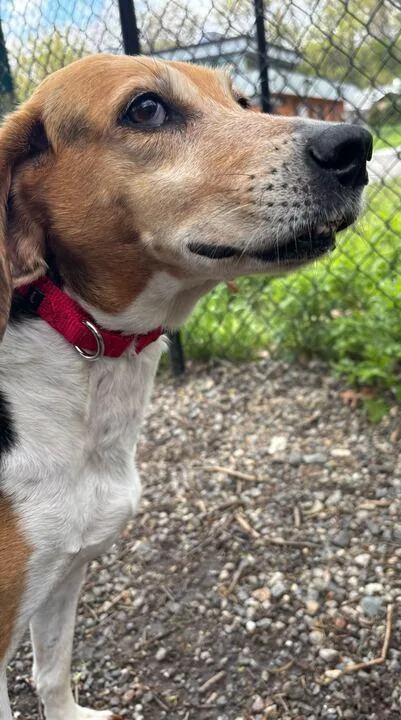 A senior medium-sized female Beagle dog named Lego for adoption in Elmsford, NY