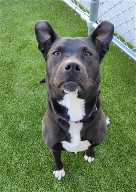 A young medium-sized female Pit Bull Terrier dog named Harlequin for adoption in Toledo, OH