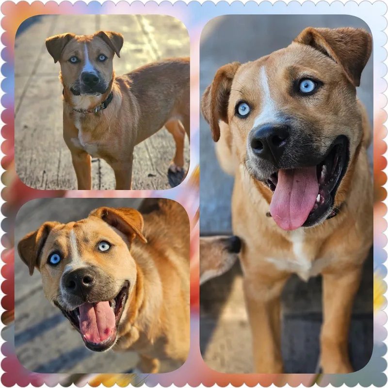 A baby large-sized female Yellow / Tan / Blond / Fawn Husky dog named Catalina for adoption in Sugar Grove, IL