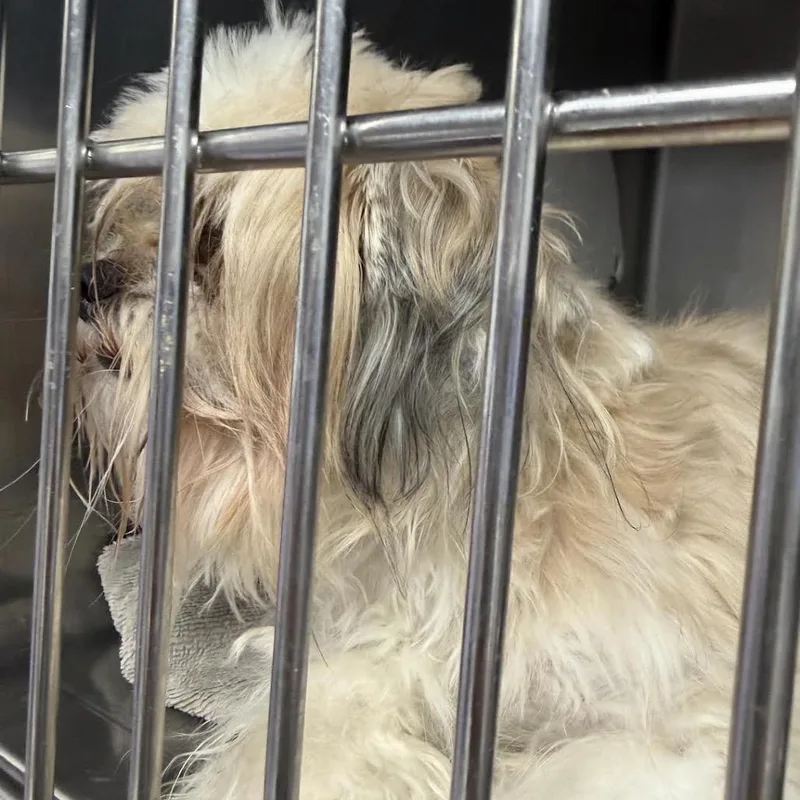 An adult small-sized female Yellow / Tan / Blond / Fawn Shih Tzu dog named Katia for adoption in Northbrook, IL