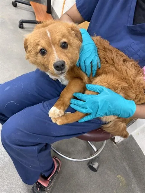 A young small-sized male Pomeranian dog named Jack for adoption in Upper Marlboro, MD